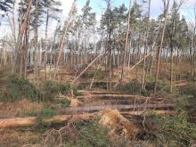 Orkan Eunice powalił tysiące drzew