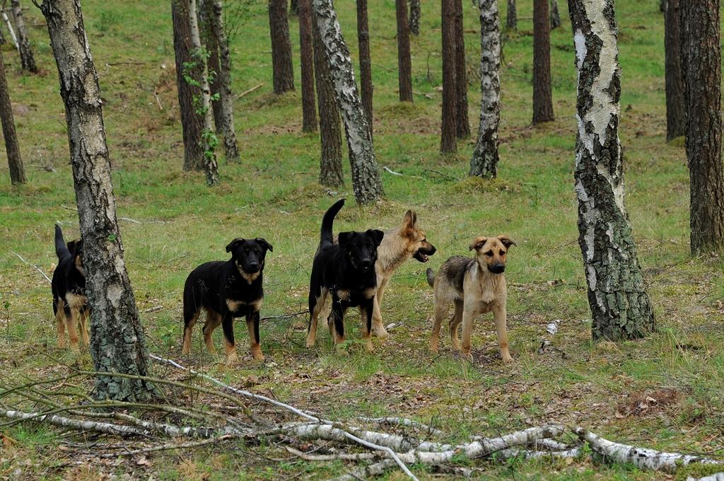 Nawet mały, pozornie spokojny pies to drapieżnik, który w genach ma polowanie: pogoń i zabijanie (fot. C. Korkosz)